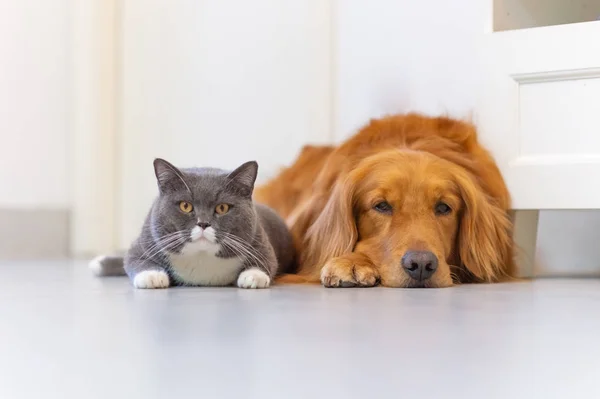 Britanya ile ilgili stenografi kedi ve Golden Retriever — Stok fotoğraf