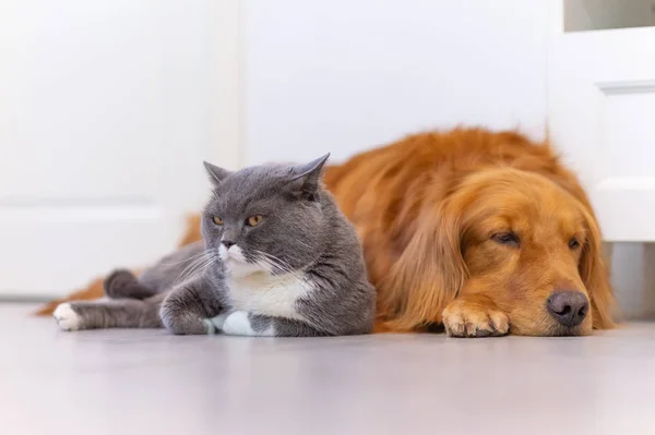 Короткометражные кошки и золотистый ретривер — стоковое фото