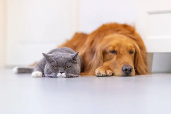 Brittiskt Korthår katter och Golden Retriever — Stockfoto