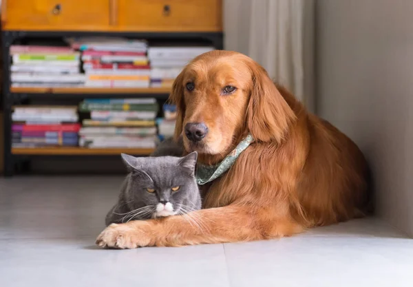 Britse kort haar kat en golden retriever vriendelijk om alon — Stockfoto