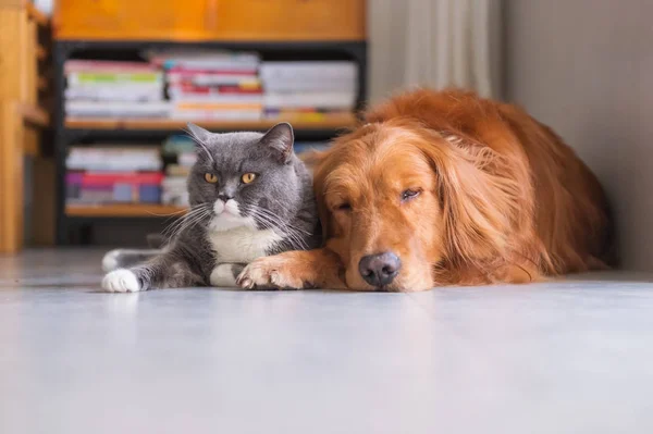 Britânico gato de cabelo curto e golden retriever amigável para obter alon — Fotografia de Stock