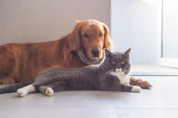 İngiliz kısa saç kedi ve golden retriever alon almak kolay — Stok fotoğraf