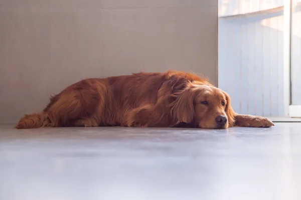 Lindo golden retriever en el suelo — Foto de Stock