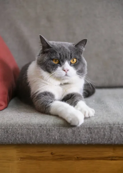 Britânico gato shorthair deitado no sofá — Fotografia de Stock