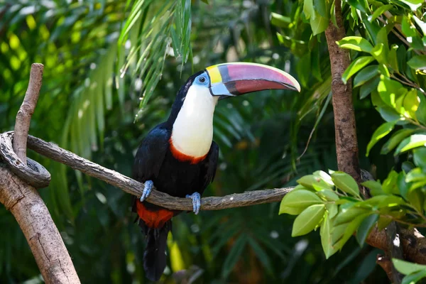 Piuttosto Toucan Sul Ramo — Foto Stock