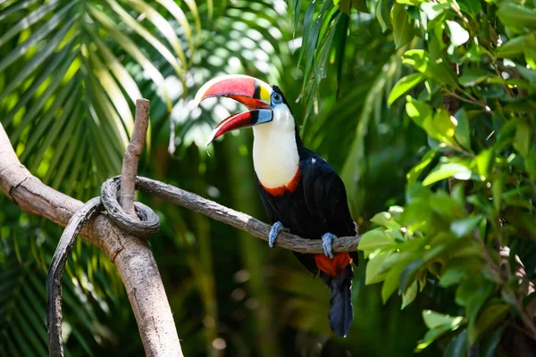 Pretty Toucan Branch — Stock Photo, Image