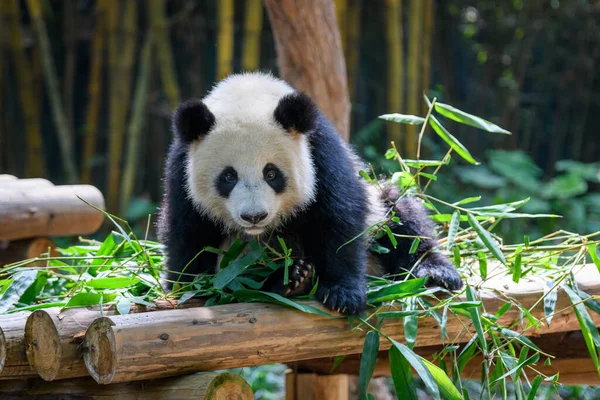 Leuke Panda Zittend Bamboe Bladeren — Stockfoto