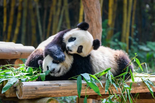 Due Simpatici Panda Giganti Che Giocano Insieme — Foto Stock
