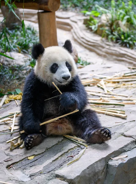 Carino Panda Seduto Mangiare Bambù — Foto Stock