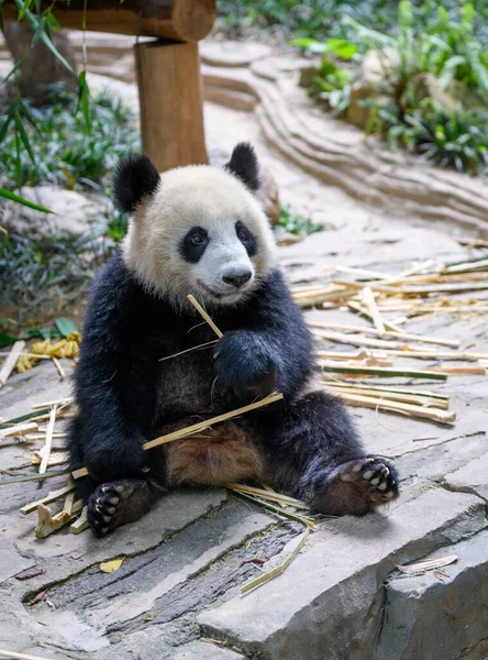 Leuke Panda Zit Eet Bamboe — Stockfoto