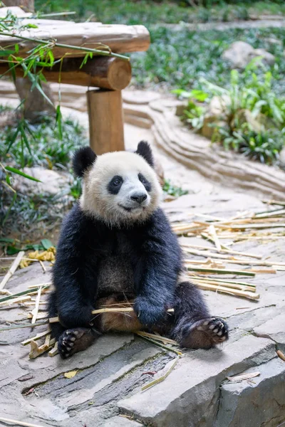 Мила Панда Сидить Їсть Бамбук — стокове фото