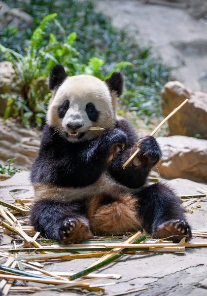 Leuke Panda Zit Eet Bamboe — Stockfoto