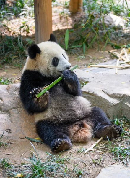 Niedlicher Panda Sitzt Und Isst Bambus — Stockfoto