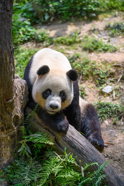 Schattig Panda Dierentuin — Stockfoto