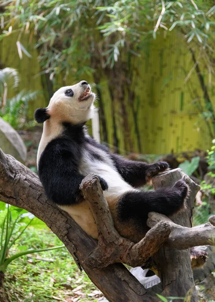 Leuke Panda Rustend Boom — Stockfoto