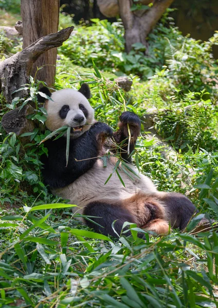 Carino Panda Mangiare Foglie Bambù — Foto Stock