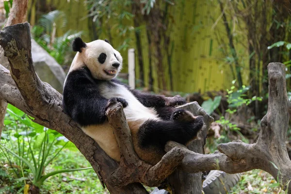 Leuke Panda Rustend Boom — Stockfoto