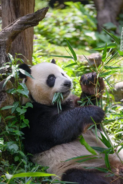 Leuke Panda Etende Bamboe Bladeren — Stockfoto