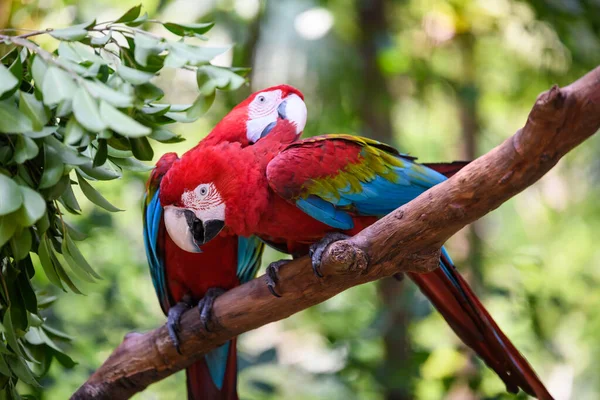 Ağaçtaki Güzel Papağan — Stok fotoğraf