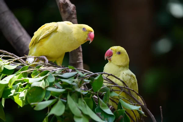 Twee Gele Papegaaien Boom — Stockfoto