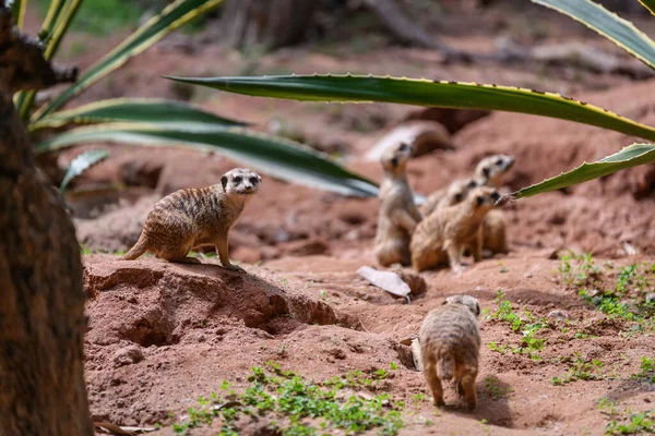 Suricata Suricatta Feláll Megfigyeli — Stock Fotó