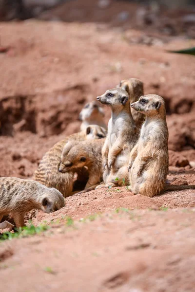 Suricata Suricatta Feláll Megfigyeli — Stock Fotó