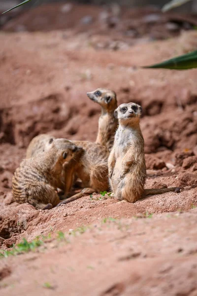 Suricata Suricatta Tient Debout Observe — Photo