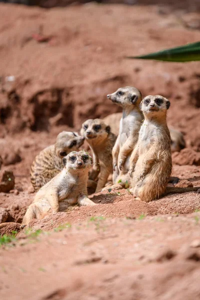 Suricata Suricatta Feláll Megfigyeli — Stock Fotó