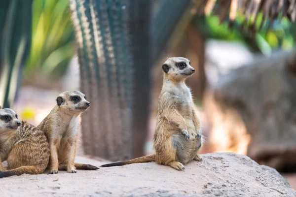 Suricata Suricatta Tient Debout Observe — Photo