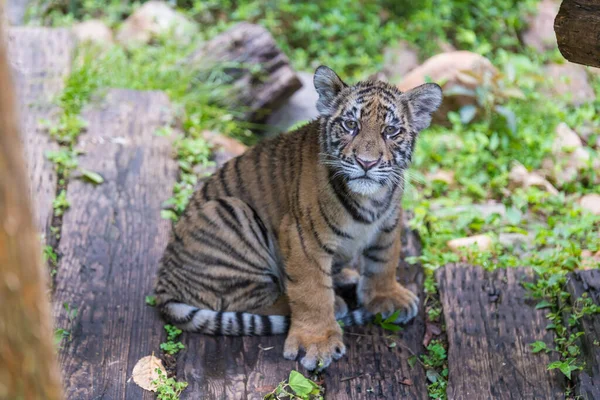 Lindo Tigre Zoológico — Foto de Stock