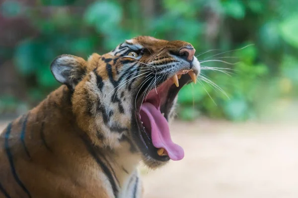 Tiger Opened His Mouth Yawn — Stock Photo, Image