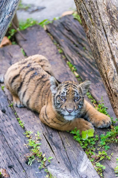 Lindo Tigre Zoológico — Foto de Stock