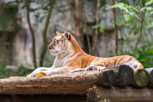 Tigre Zoológico Descansa Sobre Estómago — Foto de Stock
