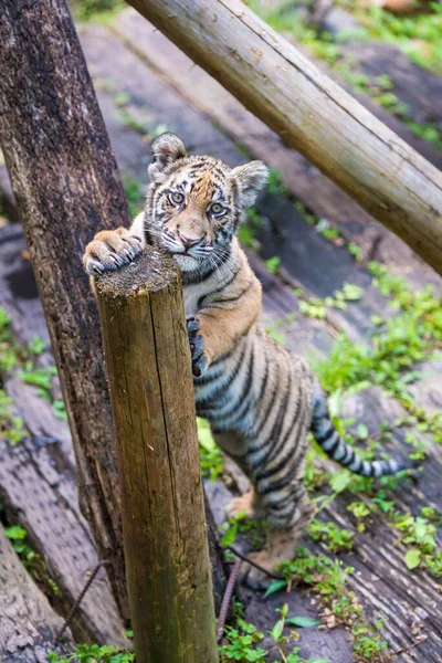 Милий Маленький Тигр Зоопарку — стокове фото