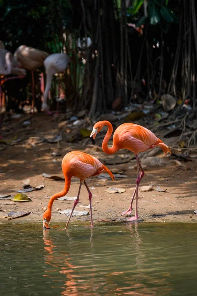 Dos Flamencos Junto Río —  Fotos de Stock