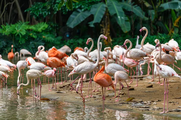 Grupa Flamingów Mieszka Nad Rzeką — Zdjęcie stockowe