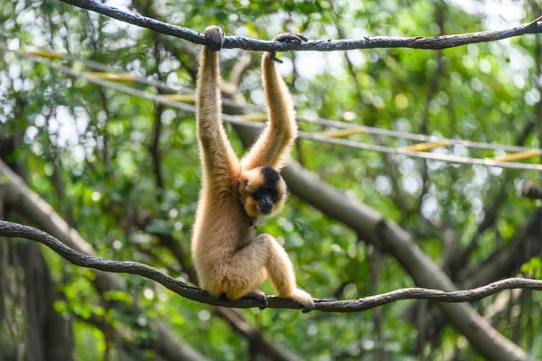 Macaco Macaco Parque Safári Escalando Entre Cordas — Fotografia de Stock