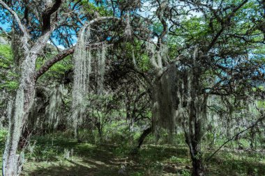 Kolombiya 'daki Chicamocha Kanyonunun Tipik Kurak Doğası