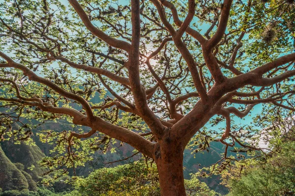 Carate bursera simaruba — Stockfoto