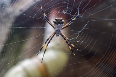 Ara? a de Jardin O Ara? a Tigre (Argiope Argentata)