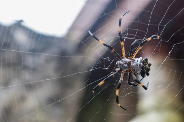 ARA LiguA DE JARDIN O ARA mbH A TIGRE (ARGIOPE ARGENTATA ) — Foto Stock