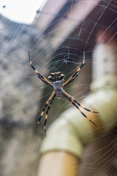 ARA chalUA DE JARDIN O ARA chalUA TIGRE (ARGIOPE ARGENTATA ) — Fotografia de Stock