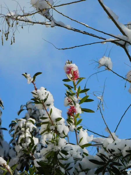 Афинах Греция Зимний День Засыпанными Снегом Красными Цветками Blebrush Melaleuca — стоковое фото