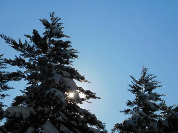 Güneş ışınları Atina, Yunanistan 'da Leyland selvi ağaçları veya Cupressus leylandii üzerinde parlıyor