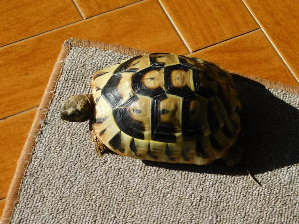 Eine Kleine Schildkröte Auf Einer Fußmatte — Stockfoto
