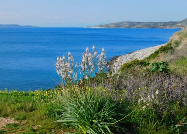 Yunanistan 'ın Attica kentindeki Asphodelus aestivus bitkisi