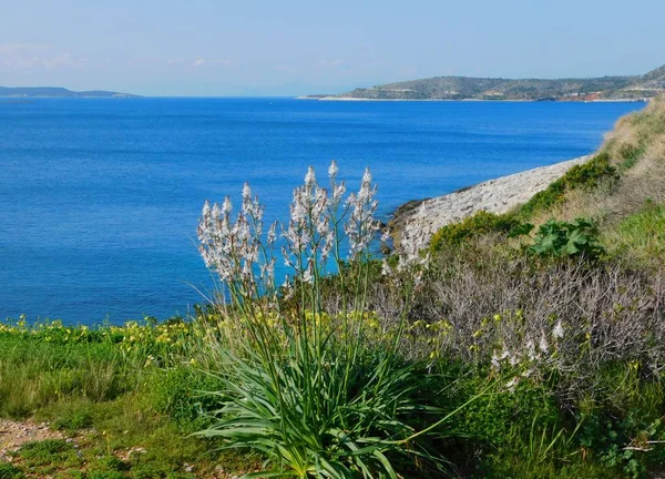 ギリシャアッティカの海の近くのアスベストスの審美的な植物 — ストック写真