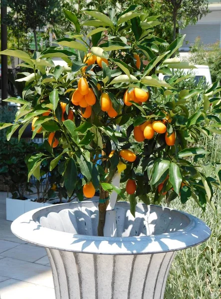 Yuvarlak kumkat veya cumquat veya falcı japonica, ağaç ve meyve