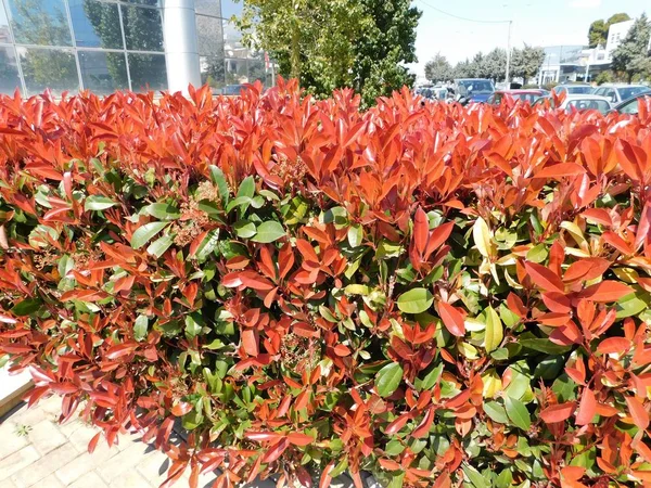 Rote Und Grüne Blätter Einer Photinia Fraseri Rotkehlchenhecke Einer Straße — Stockfoto