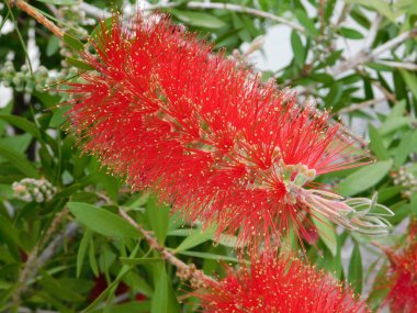 Bottlebrush veya melaleuca citrina veya callistemon citrinus kırmızı çiçek